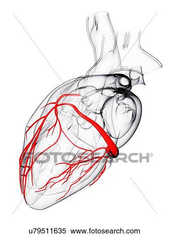 Stock Illustration - Coronary arteries, artwork. Fotosearch