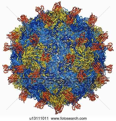 Coxsackie B3 virus particle View Large Illustration Clip Art - Coxsackie B3 virus particle. Fotosearch