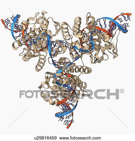 Stock Illustration - Cre-Lox recombination, molecular model. Fotosearch