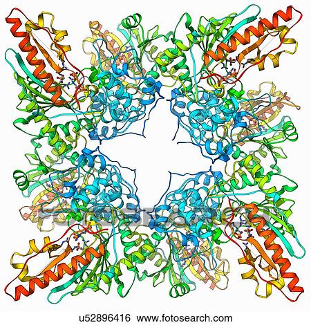 Stock Illustration - Creatine kinase molecule. Fotosearch