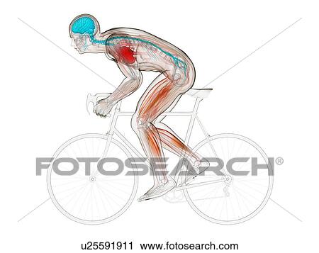 Clip Art - Cyclist, artwork. Fotosearch