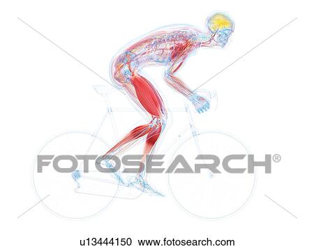 Clipart - Cyclist, artwork. Fotosearch