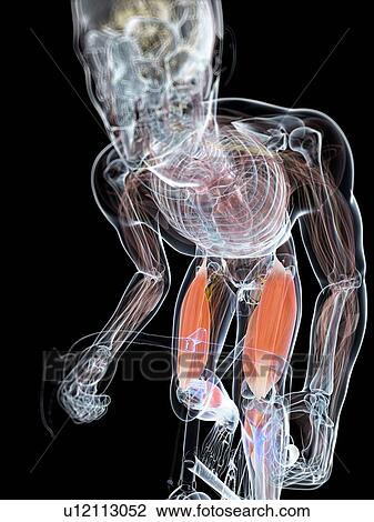 Drawing - Cyclist, artwork. Fotosearch
