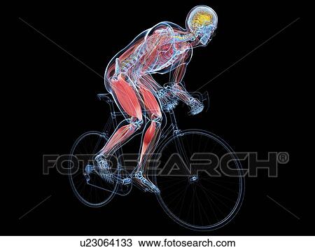 Cyclist, artwork View Large Illustration Drawing - Cyclist, artwork. Fotosearch