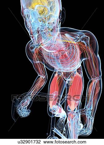 Drawing - Cyclist, artwork. Fotosearch