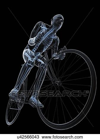 Drawing - Cyclist, artwork. Fotosearch