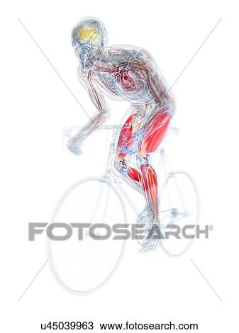 Drawing - Cyclist, artwork. Fotosearch