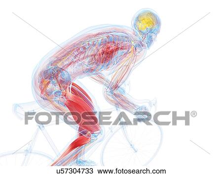 Cyclist, artwork View Large Illustration Drawing - Cyclist, artwork. Fotosearch
