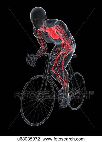 Drawing - Cyclist, artwork. Fotosearch