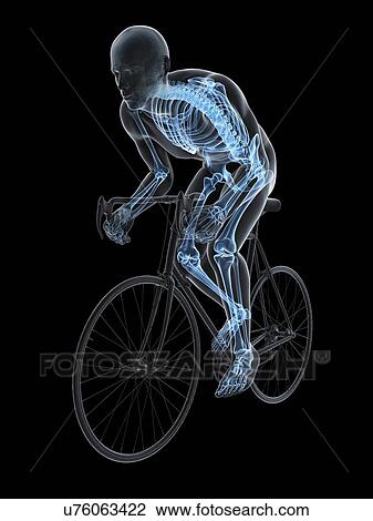 Drawing - Cyclist, artwork. Fotosearch