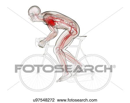 Cyclist, artwork View Large Illustration Drawing - Cyclist, artwork. Fotosearch