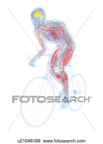 Stock Illustration - Cyclist, artwork. Fotosearch