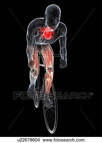 Cyclist, artwork View Large Illustration Stock Illustration - Cyclist, artwork. Fotosearch