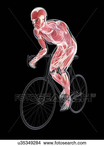 Stock Illustration - Cyclist, artwork. Fotosearch