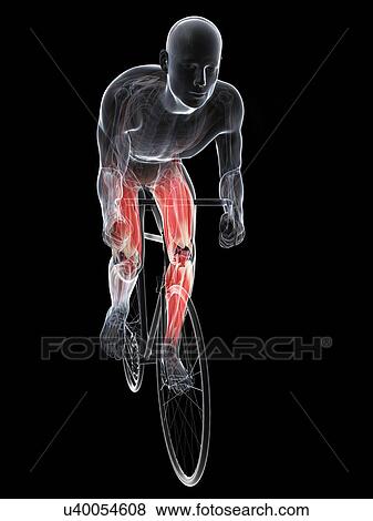 Cyclist, artwork View Large Illustration Stock Illustration - Cyclist, artwork. Fotosearch