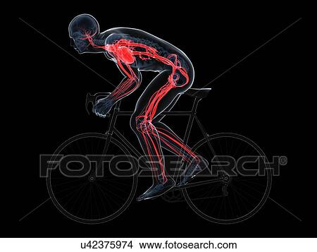 Stock Illustration - Cyclist, artwork. Fotosearch
