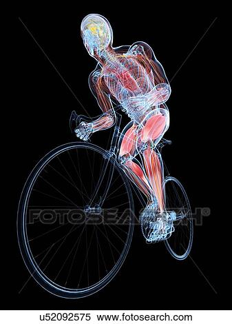 Stock Illustration - Cyclist, artwork. Fotosearch