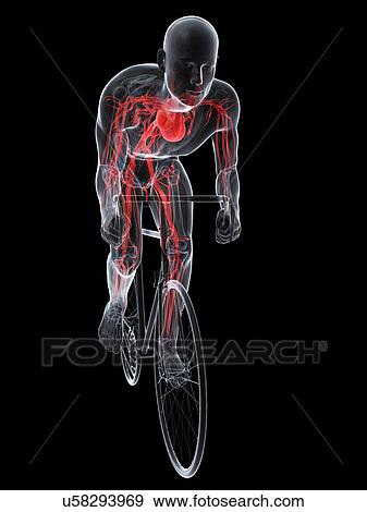 Cyclist, artwork View Large Illustration Stock Illustration - Cyclist, artwork. Fotosearch