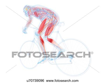 Cyclist, artwork View Large Illustration Stock Illustration - Cyclist, artwork. Fotosearch