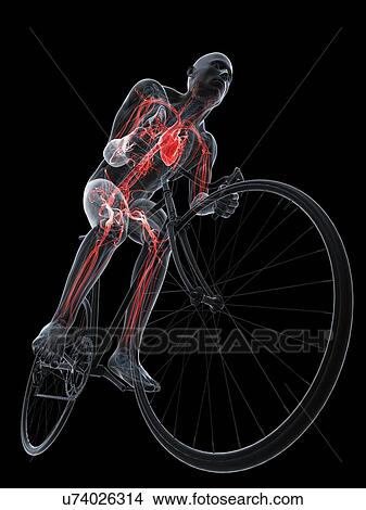 Stock Illustration - Cyclist, artwork. Fotosearch