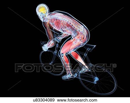 Cyclist, artwork View Large Illustration Stock Illustration - Cyclist, artwork. Fotosearch