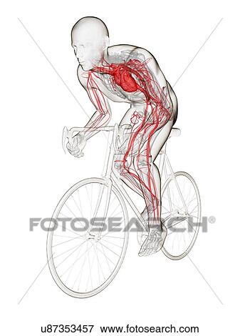 Cyclist, artwork View Large Illustration Stock Illustration - Cyclist, artwork. Fotosearch
