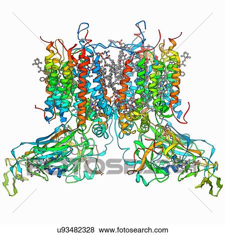 Cytochrome b6f complex, molecular model View Large Illustration Stock Illustration - Cytochrome b6f complex, molecular model. Fotosearch