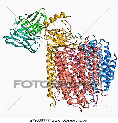 Stock Illustration - Cytochrome c oxidase and antibody. Fotosearch