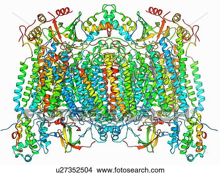 Cytochrome c oxidase molecule View Large Illustration Stock Illustration - Cytochrome c oxidase molecule. Fotosearch