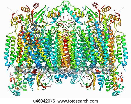 Stock Illustration - Cytochrome c oxidase molecule. Fotosearch