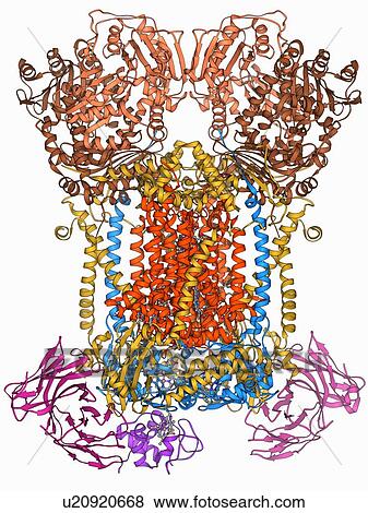 Stock Illustration - Cytochrome complex molecule. Fotosearch