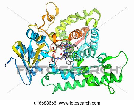 Cytochrome P450 and fluconazole View Large Illustration Stock Illustration - Cytochrome P450 and fluconazole. Fotosearch