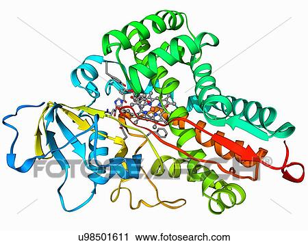 Cytochrome P450 View Large Illustration Clip Art - Cytochrome P450. Fotosearch