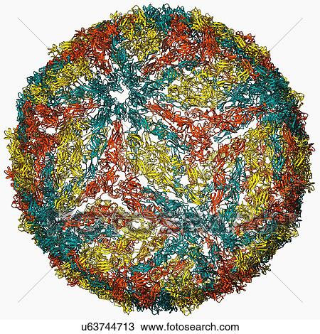 Dengue virus capsid, molecular model View Large Illustration Drawing - Dengue virus capsid, molecular model. Fotosearch