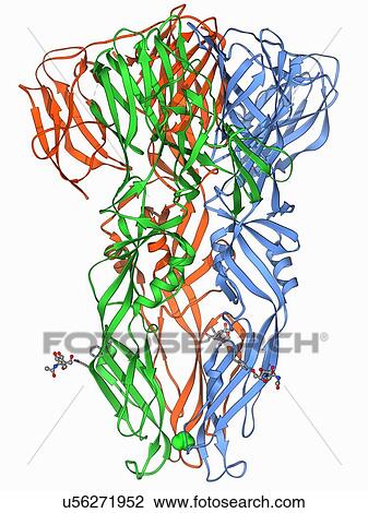 Dengue virus surface protein molecule View Large Illustration Drawing - Dengue virus surface protein molecule. Fotosearch