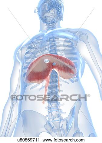 Diaphragm, artwork View Large Illustration Clip Art - Diaphragm, artwork. Fotosearch