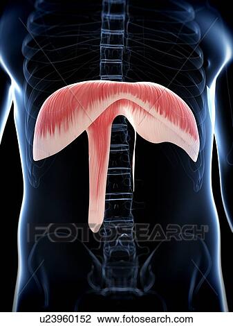 Diaphragm, artwork View Large Illustration Drawing - Diaphragm, artwork. Fotosearch