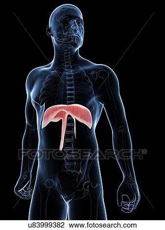 Drawing - Diaphragm, artwork. Fotosearch