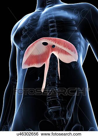 Stock Illustration - Diaphragm, artwork. Fotosearch