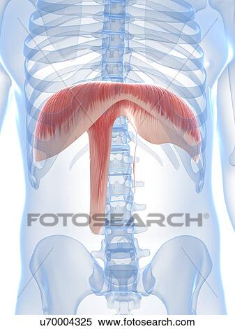 Stock Illustration - Diaphragm, artwork. Fotosearch