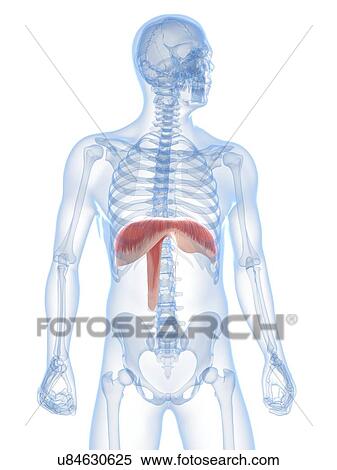 Stock Illustration - Diaphragm, artwork. Fotosearch