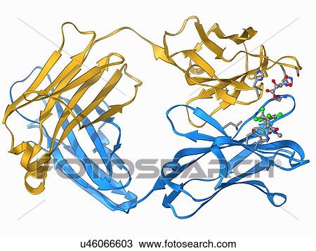 Drawing - Diels-Alder antibody catalyst molecule. Fotosearch