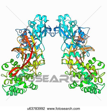 Drawing - Diphtheria toxin, molecular model. Fotosearch
