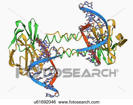 DNA binding protein, molecular model View Large Illustration Stock Illustration - DNA binding protein, molecular model. Fotosearch