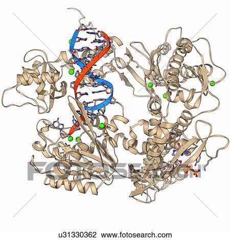 DNA clamp complexed with DNA molecule View Large Illustration Drawing - DNA clamp complexed with DNA molecule. Fotosearch