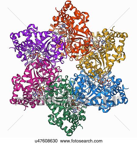DNA helicase molecule View Large Illustration Clipart - DNA helicase molecule. Fotosearch