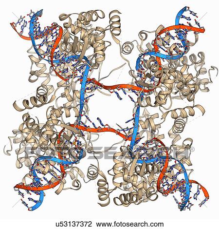 Drawing - DNA Holliday junction complex. Fotosearch