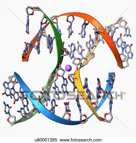 DNA Holliday junction, molecular model View Large Illustration Stock Illustration - DNA Holliday junction, molecular model. Fotosearch