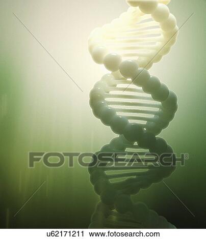 Clip Art - DNA molecule, artwork. Fotosearch