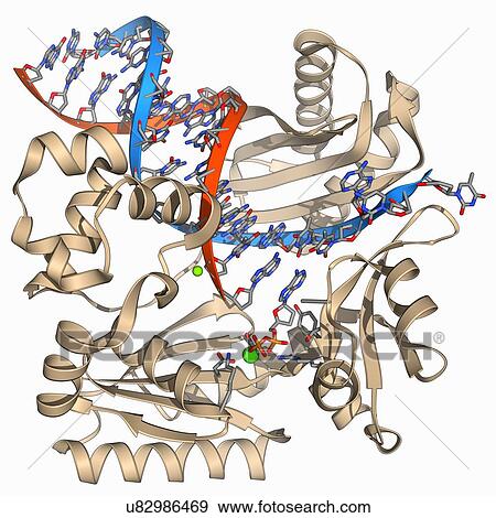 Stock Illustration - DNA polymerase IV with DNA. Fotosearch